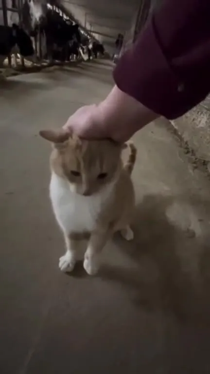 Кот под тяжёлой рукой