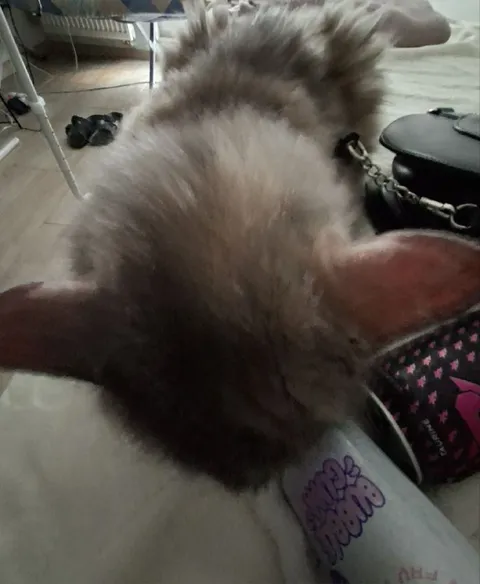 Кот не хочет смотреть в камеру
