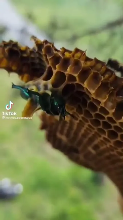 Beetle Absorbed Into the Hive
