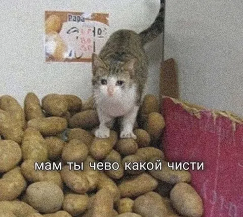 Кот на куче картошки