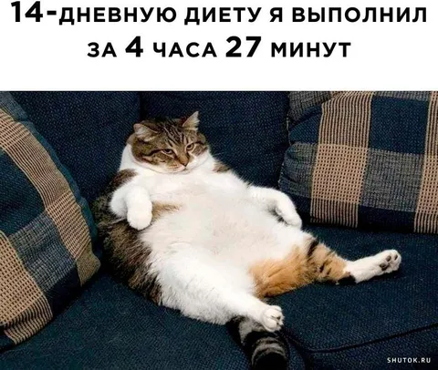 Кот после четырнадцатидневной диеты