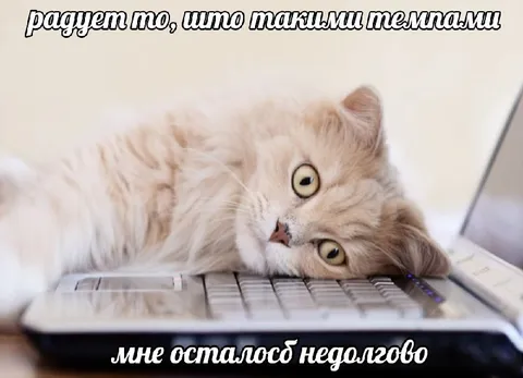 Кот устал от работы