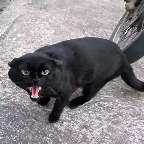 Орущий чёрный кот