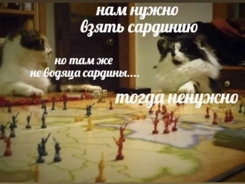 Коты играют в сардины