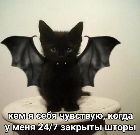 Кот-бэтмен с закрытыми шторами
