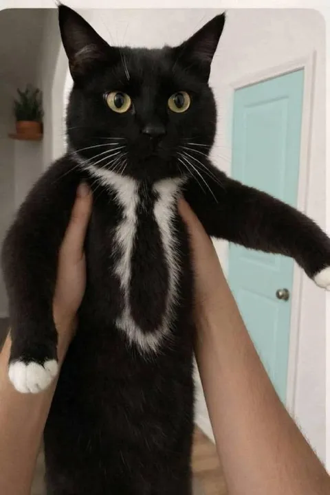Кот, которого подняли за лапы