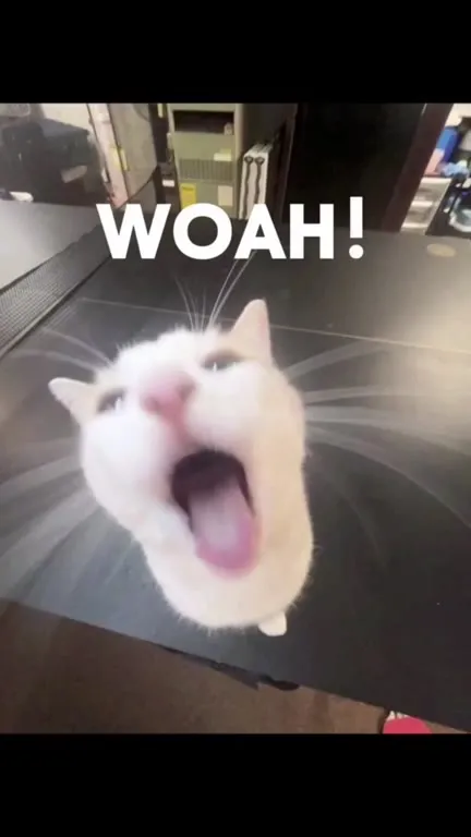 Cats Go Whole Lotta Red