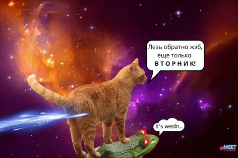 Кот не верит, что вторник