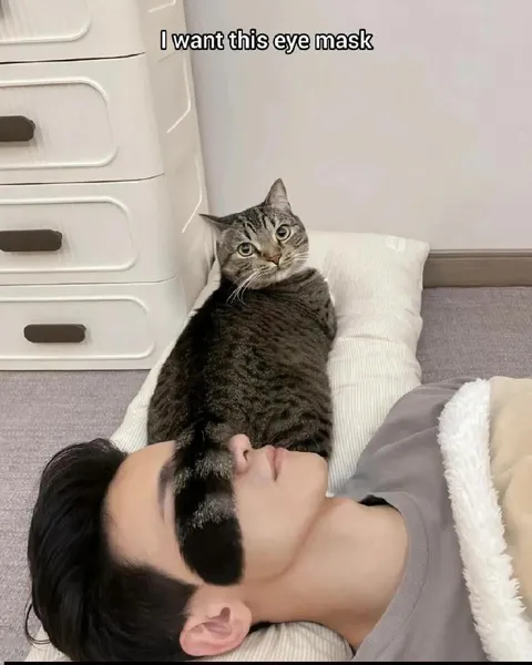 Cat as an Eye Mask