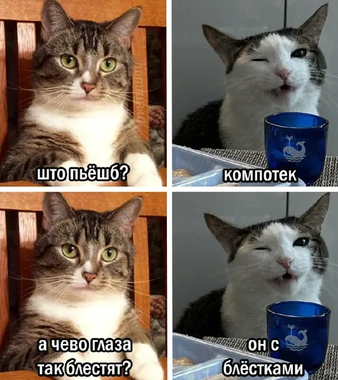 Кот пьёт компотек с блёстками
