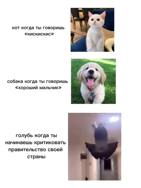 Голубь критикует правительство