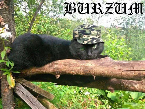 Кот в камуфляжной кепке