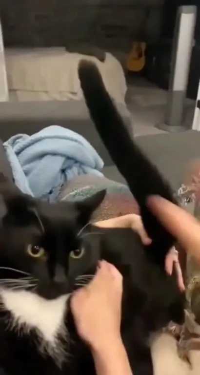 Кот, который мычит как корова