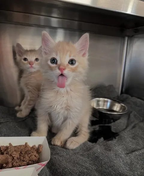Котёнок показывает язык
