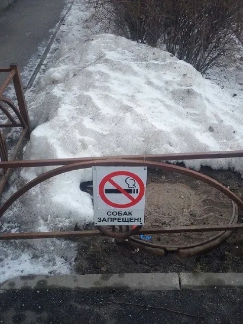 Собак запрещен на снегу
