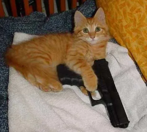 Кот с пистолетом
