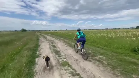 Собака догоняет велосипедистов