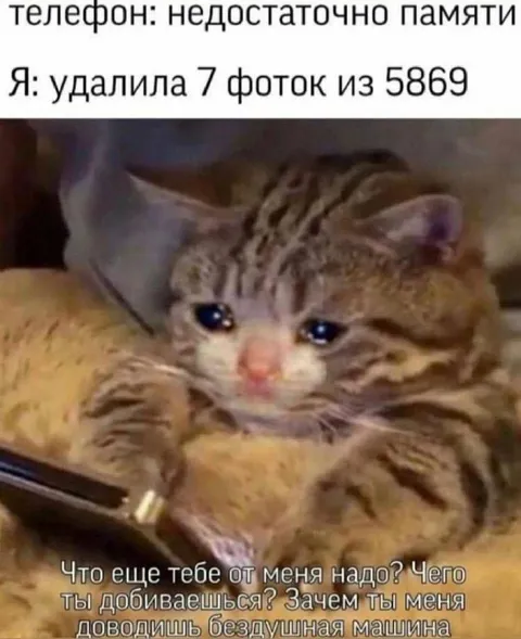 Кот удалил семь фото