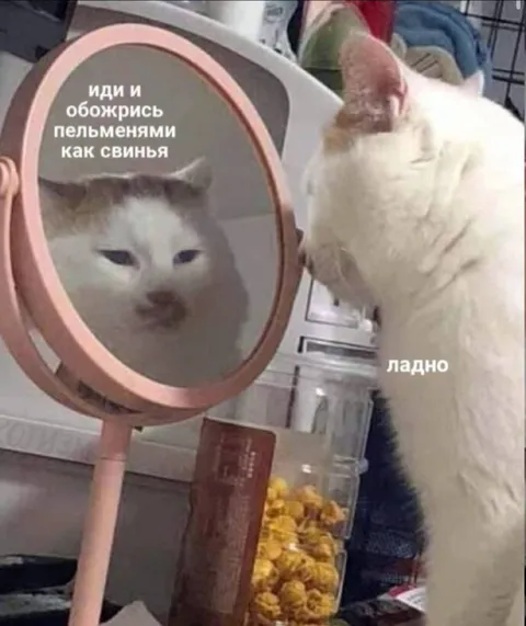 Кот согласился объесться пельменями