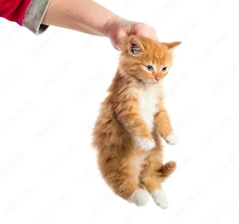 Котёнок за шкирку