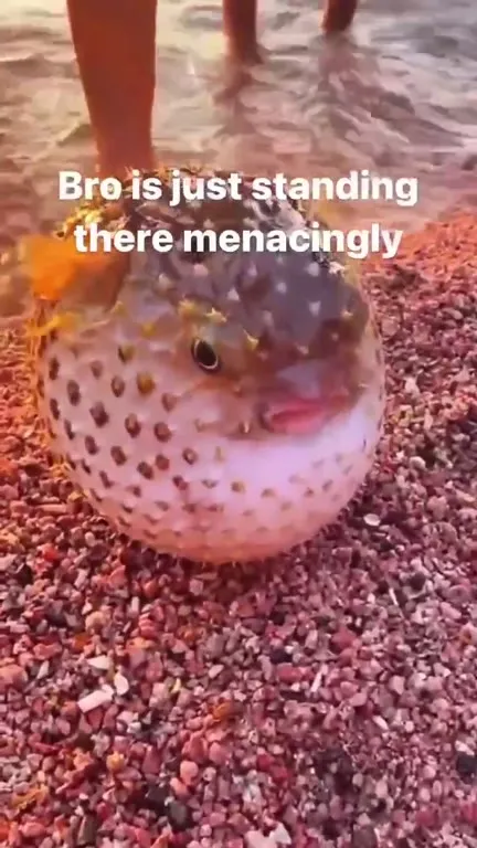 Pufferfish Standing Menacingly
