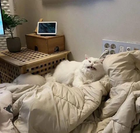 Кот проснулся не в духе