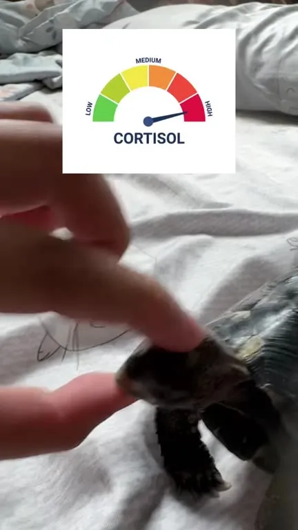 Черепаха снижает кортизол