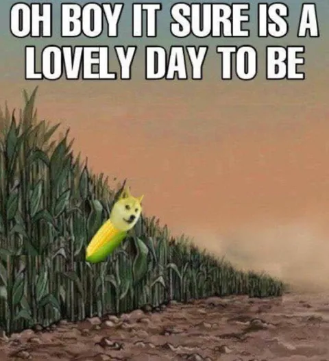 Doge in the Cornfield