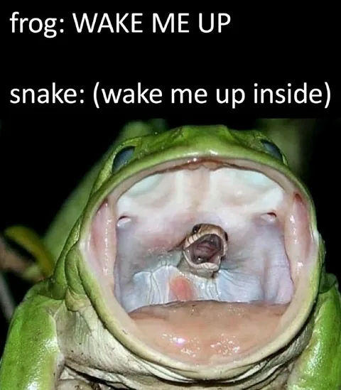 Frog Wake Me Up Inside
