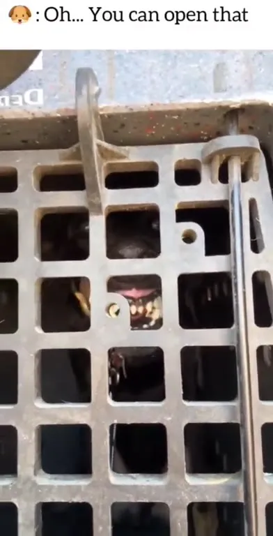 Scary Dog Behind the Crate