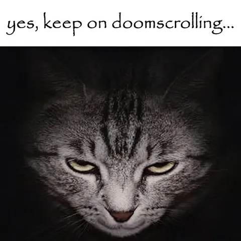 Doomscrolling Cat Stare