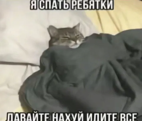 Кот спит, не мешайте