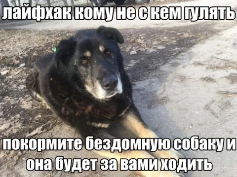 Лайфхак для бездомной собаки