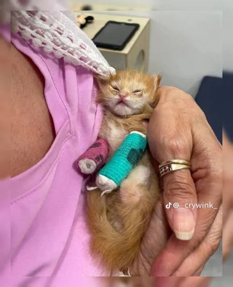 Уставший котёнок с повязками