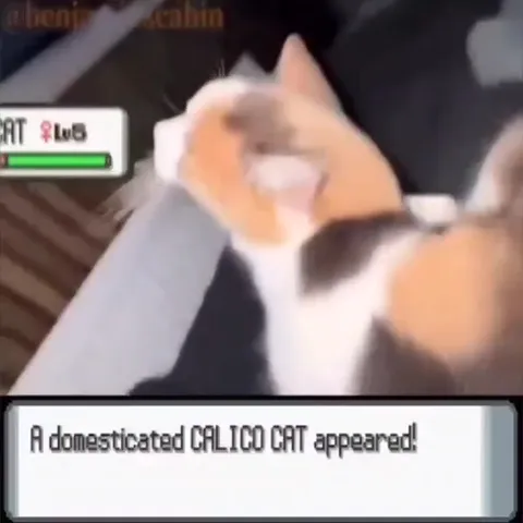 Calico Cat Used Leer