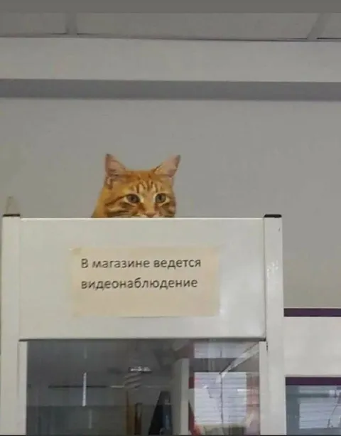 Кот ведёт видеонаблюдение