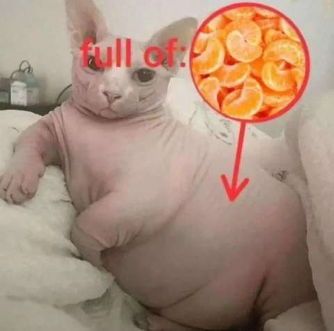Full of Oranges Cat