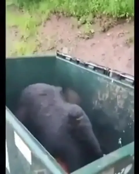 Медведь в мусорном контейнере