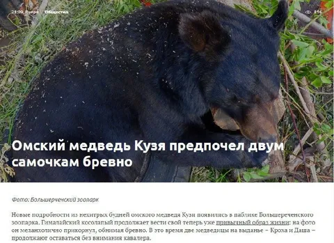Медведь Кузя выбрал бревно