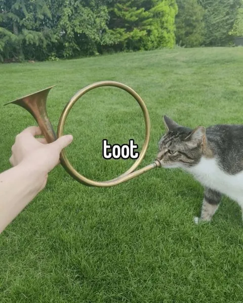 Cat Says Toot