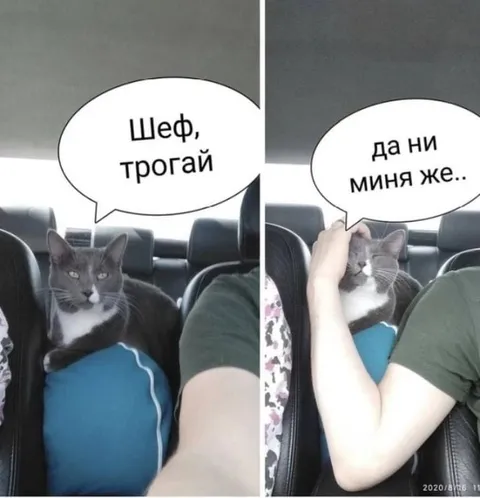 Шеф, трогай кота