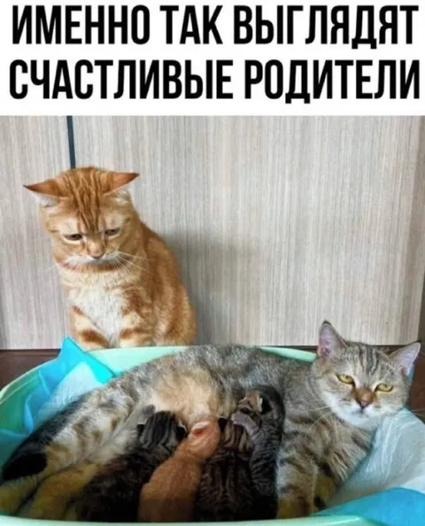 Счастливые родители выглядят именно так