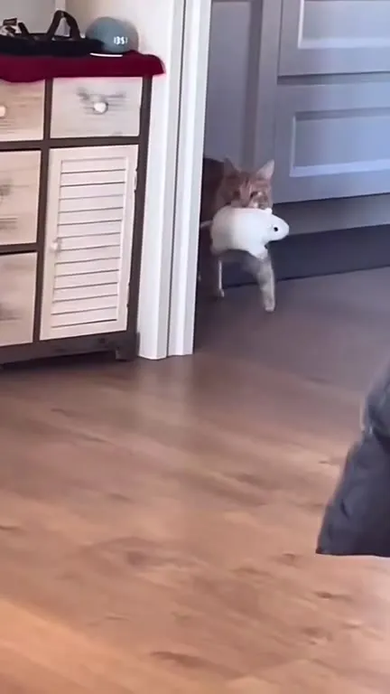Кот крадёт игрушечную мышь