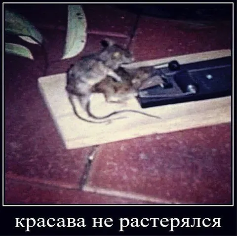 Крыса не растерялась