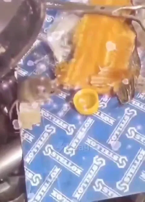 Мышь пришла на ужин