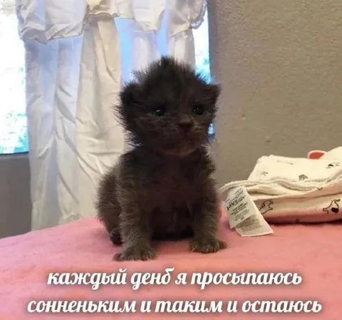 Котёнок просыпается солнечным