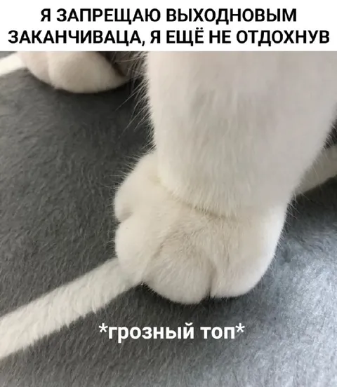Грозный топ кота