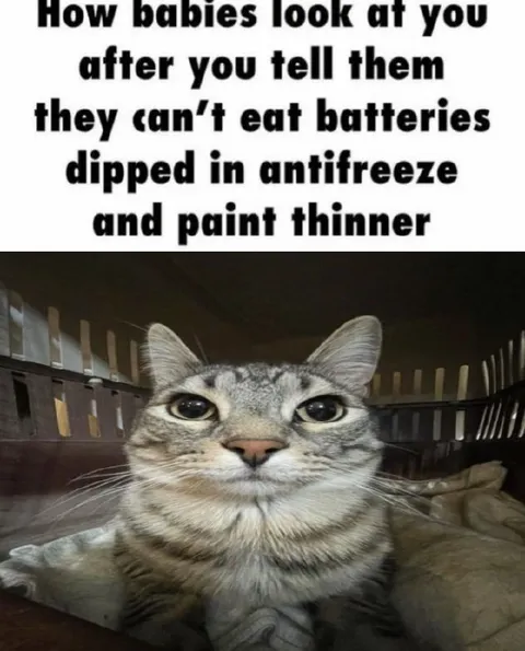Cat Learns About Toxic Batteries