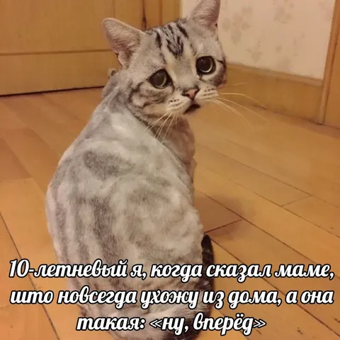 Кот после спора с мамой