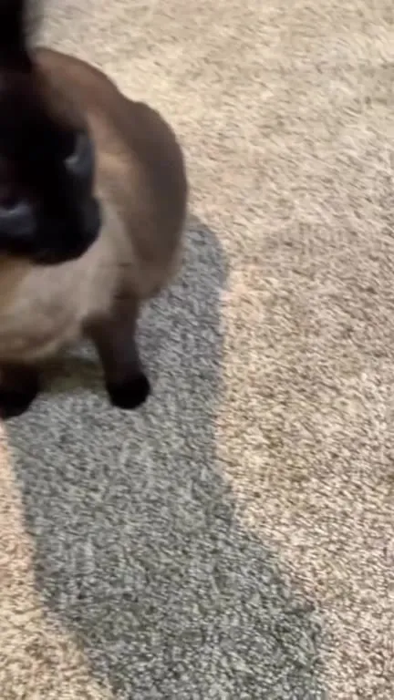 Cat Chooses Incest
